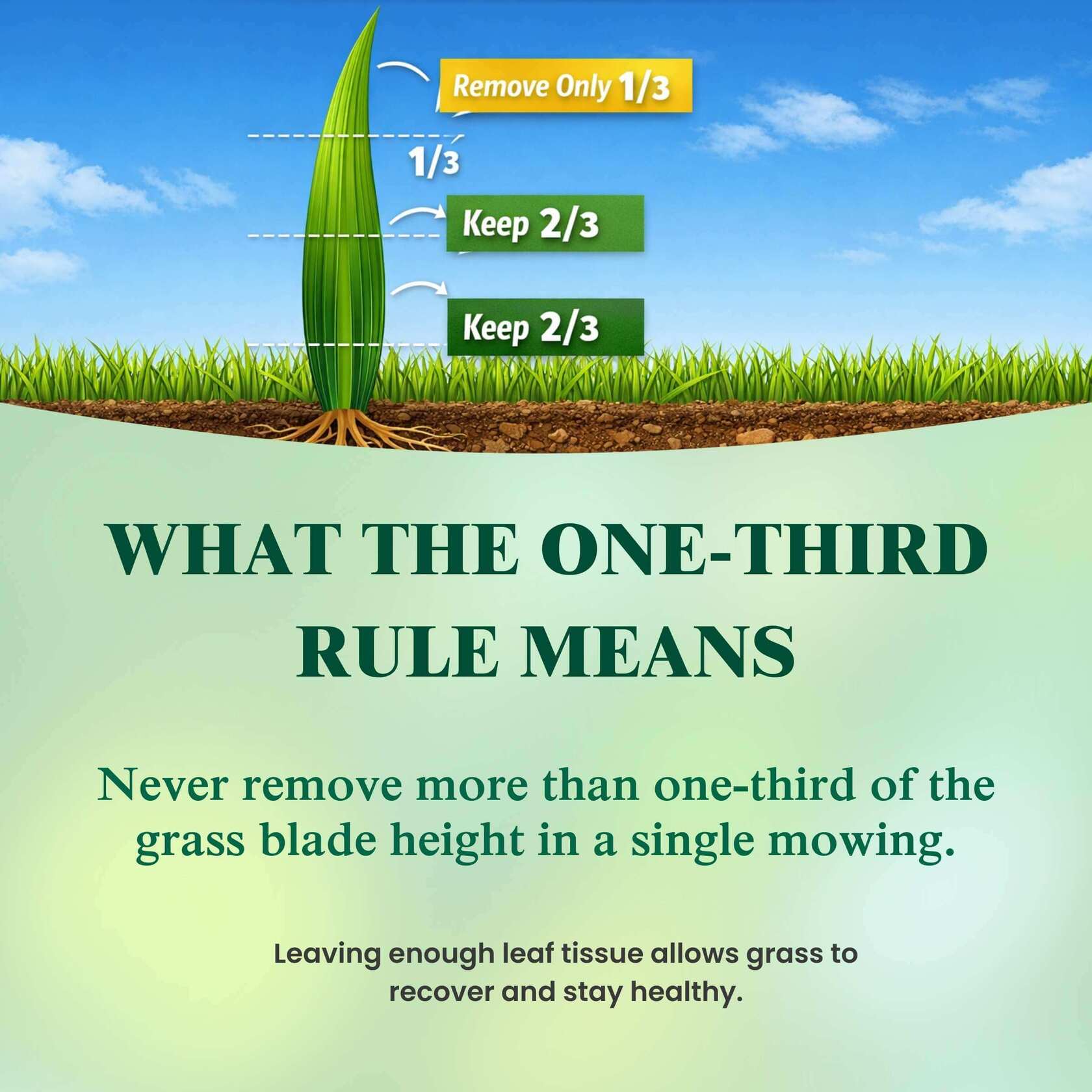 Grass Third: impresionante foto de césped verde en alta resolución para proyectos creativos