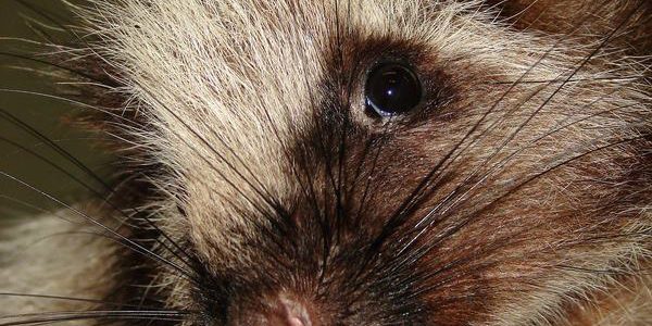 Ratoolusa: Rata de juguete de alta calidad - Diseño adorable y seguro para mascotas